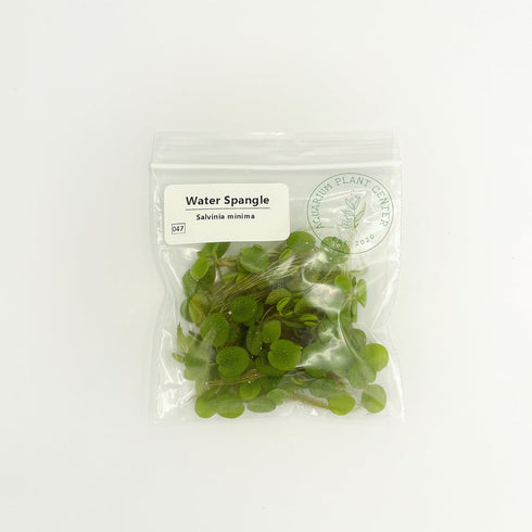 Aquarium Plant Center (12 60+ Water Spangle, Salvinia Minima, Live Aquarium/Aquatic/Freshwater/Floating/Pond