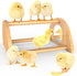 Mini Chick Perch with Mirror, Strong Bamboo Roosting Bar for Coop and Brooder, Training Perch for Baby Chicks, Easy to