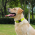 Waterproof Dog Collar, Easy to Clean Rubber Collars with Quick Release Buckle for Small Medium Large Dogs (Yellow, L)