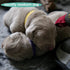 LUTER 15 Colors Puppy Collars 20x1cm - Soft Adjustable Whelping ID Collars for Newborn Dogs and Kittens