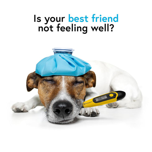 iProven Dog & Cat Thermometer, Accurate Fever Detection, Comfortable Flexible Tip, Waterproof, Fast Readings in 20 sec,