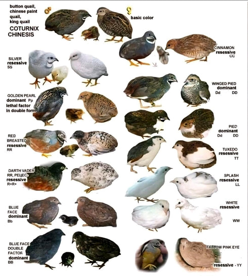 Generic 24ct + Extras Rare Exotic Colors Button Quail Hatching Eggs