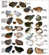 Generic 24ct + Extras Rare Exotic Colors Button Quail Hatching Eggs