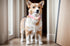 Breathable Cotton Dog Collar, Soft Padded Heavy Duty Adjustable Collar for Small Medium Large Dogs, Pink, Medium Size