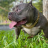 Gold Dog Chain Collar with Secure Buckle & ID Tag, 18K Cuban Link Heavy Duty Chew Proof for Large Dogs (20'', 19MM)