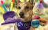 PetSport Jr. Happy Birthday Tuff Ball Dog Toys, 4 Pack Small (1.8") - Durable Felt & Rubber Balls
