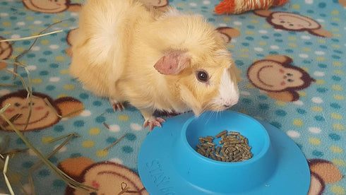 Tip-Proof Ergonomic Pet Bowl; 1/4-Cup Size; Sky Blue for Guinea Pig and Other Small Pets