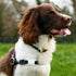Case-Mate Airtag Dog Collar Holder | Water Resistant Airtag Holder | Protective Case for Dog Collar - Glow in The Dark