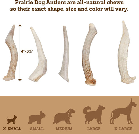 Prairie Dog Antlers | Whole North American Deer Antler | SMALL | Naturally Shed | Hand Harvested | 4-5.5 inches long