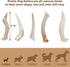 Prairie Dog Antlers | Whole North American Deer Antler | SMALL | Naturally Shed | Hand Harvested | 4-5.5 inches long