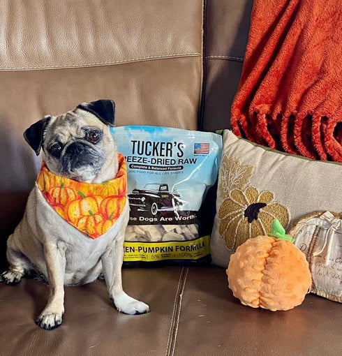 Frozen 14oz Tucker's Raw Freeze Dried Raw Dog Food, Chicken & Pumpkin Formula