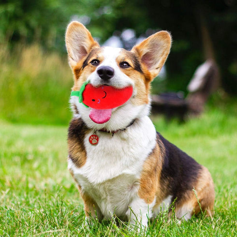 Plush Chilli Toy Fruits and Vegetables, Dog Squeaky Toys for Small Dogs, Chili Eggplant Corn Puppy Toys, Size 1