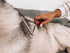 Tuff Pupper Dog Undercoat Rake Tool | Ergonomic Dematting Comb for Thick Coats | Easily Remove Dead, Matted or Knotted