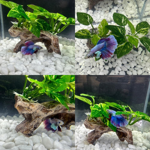 Smoothedo-Pets Aquarium Decor Ornaments, Betta Silk Leaf Pad Hammock & Artificial Driftwood Cave for Goldfish Bowl
