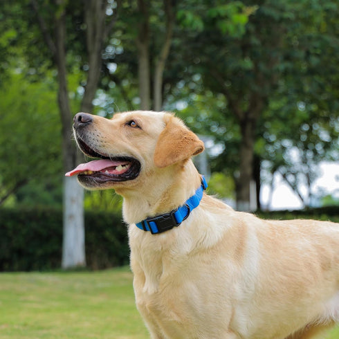 Waterproof Dog Collar, Easy to Clean Rubber with Quick Release Buckle for Small Medium Large Dogs (Blue, L < 15.4-24.8