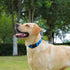 Waterproof Dog Collar, Easy to Clean Rubber with Quick Release Buckle for Small Medium Large Dogs (Blue, L < 15.4-24.8
