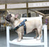 iChoue French Bulldog Harness - Adjustable Padded Locked Buckle with Handle for Frenchie, Pug, English, Boston Terrier