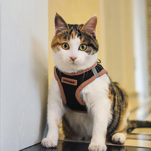Best Pet Supplies No Pull Harness, Reflective, All Weather Mesh for Small, Medium Dogs, Cats - XS, Orange Trim