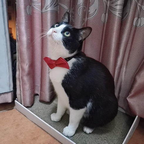 Premium Double Layer Bowtie for Dog Collar Attachment, 20 Colors, Rubber Band for Medium Pet Collars