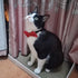 Premium Double Layer Bowtie for Dog Collar Attachment, 20 Colors, Rubber Band for Medium Pet Collars