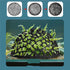 Bingche 30pcs Aquarium Shrimp House Cave Mini Porous Betta Fish Hiding Spots Shelter Breeding Nest for Aquatic