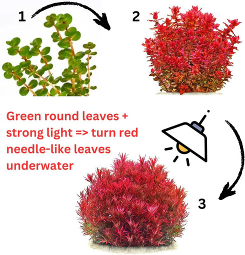 1 5 7 H'ra Red Rotala Rrotundifolia Aquarium Plants Live, Bundle Rotala Aquatic Plants, No Root, to Stems, Live