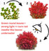 1 5 7 H'ra Red Rotala Rrotundifolia Aquarium Plants Live, Bundle Rotala Aquatic Plants, No Root, to Stems, Live