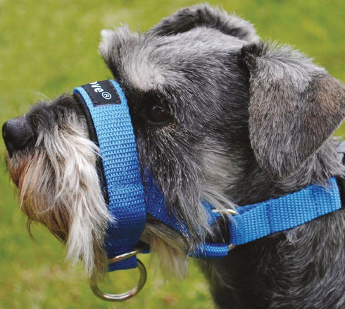 Dog Head Collar Halter - Blue, Available in 5 Sizes (S: 6.5"-8.25" Snout)