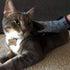 Otis and Claude Pet Grooming Gloves - Adjustable Strap, Gentle Hair Remover, Bathing, Massage Brush for Cats and Dogs