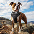 Joytale Neoprene Padded Dog Collar for Large Dogs, 11 Colors, Reflective Wide Adjustable Heavy Duty Nylon Collar, Black