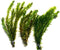 Marcus Fish Tanks 3X Anacharis Elodea Densa Live Aqurium Plants