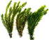 Marcus Fish Tanks 3X Anacharis Elodea Densa Live Aqurium Plants