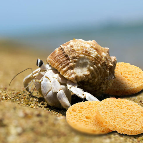 12 Pieces Hermit Crab Sea Sponges - Unbleached Supplies for Maintaining Tank Humidity - Pet Accessories Providing