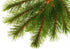 Wallmonkeys Artificial Pine Tree Branch Wall Decal, Peel and Stick Holiday Graphics, 24 in H x 24 in W