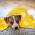 10 Pieces Pet Blankets with Paw Print, Soft Fleece Sleep Mat Pad for Small Animals, 24 x 28 Inch, Bright Color