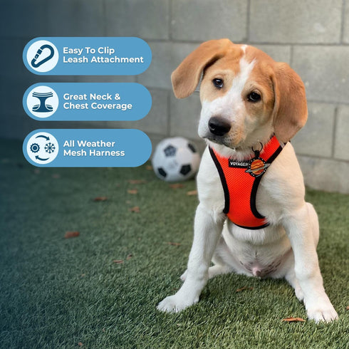 Best Pet Supplies All Weather Mesh Reflective No Pull Harness for Small Medium Dogs, Cats - Orange/Black Trim