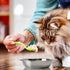 4 Pcs Stainless Steel Cat Bowls, 7.1 Inches Metal Cat Food Bowls, Whisker Fatigue Shallow Dish, Elevated Food Bowls for