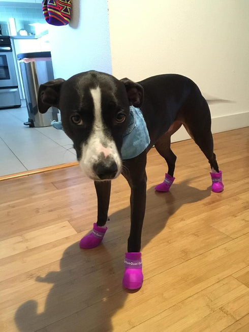 Puppy Dogs Candy Colors Anti-Slip Waterproof Rubber Rain Shoes, Boots Paws Cover, Purple, Medium