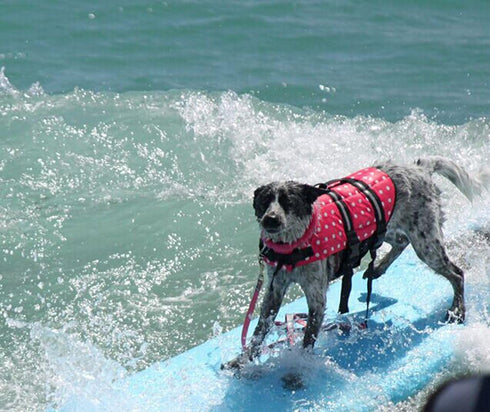 HAOCOO Dog Life Jacket Vest Saver, Safety Swimsuit Preserver, Pink Polka Dot, XXS