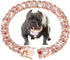 Cuban Link Dog Collar, Rose Gold Crystal Dog Necklace with Secure Buckle, Metal Chain Collar Jewelry Accessories for