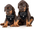 Yishuliwu Pack 2 Promoted to Big Brother Sister White Pet Dog Bandanas Triangle Scarf Bandanas Bibs Birthday Party