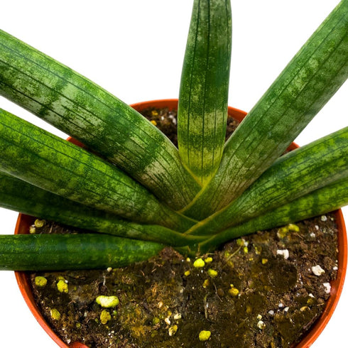 6 inch BubbleBlooms Sansevieria Boncel Starfish Rare Snake Plant
