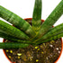 6 inch BubbleBlooms Sansevieria Boncel Starfish Rare Snake Plant