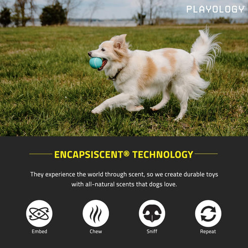 Playology Squeaky Chew Ball for Dogs - All Natural Peanut Butter Scented Toy for Small Dogs (up to 10 pounds) Value