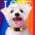 Rainbow Dog Collar, Cute Adjustable Striped Collar for LGBT Pride Month with Strong Plastic Buckle for Small Medium