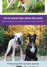Temporary Pet Hair Dye, Non-Toxic Washable Dog Hair Dye for Creative Grooming and Marking Pets