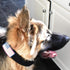 Tactical Dog Collar 2 Inch Wide Heavy Duty with Metal 2-Pin Buckle for Medium, Large & XL Dogs, Reflective