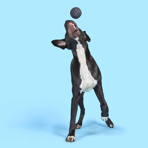 Barkbox Super Chewer Tough Dog Chew Toys for Aggressive Chewers, Treat Dispensing (Comet-Large)