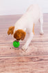 Omega Paw Giggle Treat Dispensing Ball for Large Dogs by