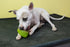 Starmark Everlasting Sprocket, Large Dog Toy